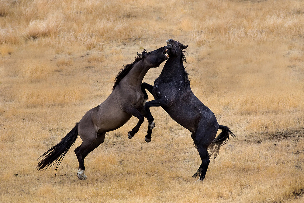 Fighting Horses 
